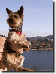 Jork��rsk� terier, Yorkshire Terrier,
