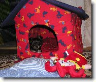 Jork��rsk� terier, Yorkshire Terrier,
