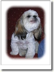 �icu, Shih-Tzu