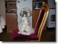 �icu, Shih-Tzu