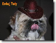�icu, Shih-Tzu