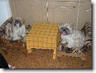 �icu, Shih-Tzu