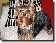 Jork��rsk� terier, Yorkshire Terrier,