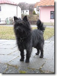 Cairn Terrier