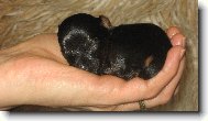 Jork��rsk� terier, Yorkshire Terrier,