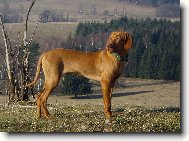 R�vidsz�r� Magyar Vizsla, Hungarian Short-haired Pointing Dog