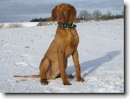 R�vidsz�r� Magyar Vizsla, Hungarian Short-haired Pointing Dog