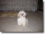�icu, Shih-Tzu