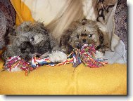 �icu, Shih-Tzu