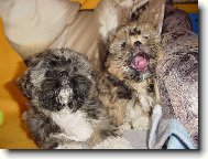 �icu, Shih-Tzu