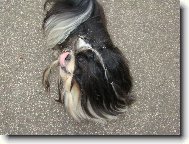 �icu, Shih-Tzu