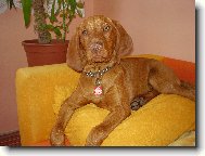R�vidsz�r� Magyar Vizsla, Hungarian Short-haired Pointing Dog