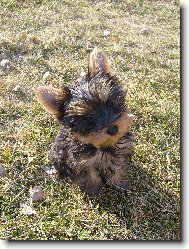Jork��rsk� terier, Yorkshire Terrier,