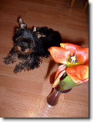 Jork��rsk� terier, Yorkshire Terrier,