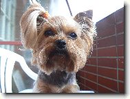 Jork��rsk� terier, Yorkshire Terrier,