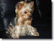 Jork��rsk� terier, Yorkshire Terrier,