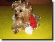 Jork��rsk� terier, Yorkshire Terrier,