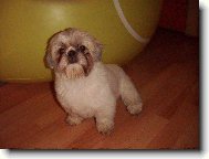 �icu, Shih-Tzu