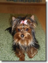 Jork��rsk� terier, Yorkshire Terrier,