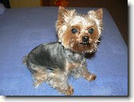 Jork��rsk� terier, Yorkshire Terrier,