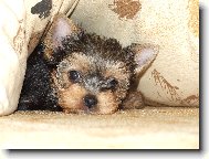 Jork��rsk� terier, Yorkshire Terrier,