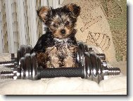 Jork��rsk� terier, Yorkshire Terrier,