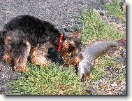 Jork��rsk� terier, Yorkshire Terrier,