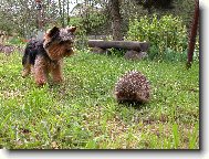 Jork��rsk� terier, Yorkshire Terrier,