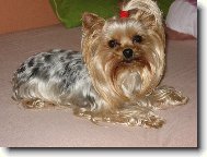 Jork��rsk� terier, Yorkshire Terrier,
