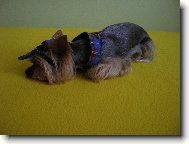 Jork��rsk� terier, Yorkshire Terrier,