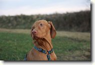 R�vidsz�r� Magyar Vizsla, Hungarian Short-haired Pointing Dog