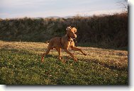 R�vidsz�r� Magyar Vizsla, Hungarian Short-haired Pointing Dog