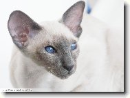 Siamese cat