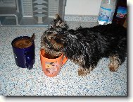 Jork��rsk� terier, Yorkshire Terrier,