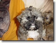 �icu, Shih-Tzu
