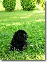 Pug \(Dog standard\)