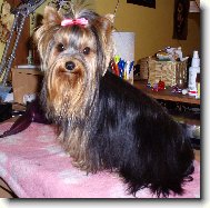 Jork��rsk� terier, Yorkshire Terrier,