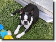 Boston Terrier