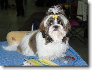 �icu, Shih-Tzu