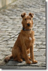 Irish  terrier \(Dog standard\)