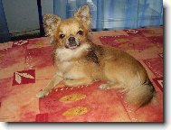 Maxim��ek kulihr�ek