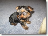 Jork��rsk� terier, Yorkshire Terrier,