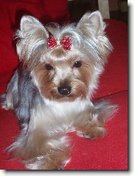Jork��rsk� terier, Yorkshire Terrier,