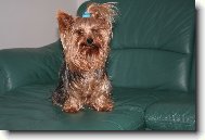 Jork��rsk� terier, Yorkshire Terrier,