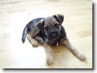 Border Terrier
