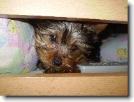 Jork��rsk� terier, Yorkshire Terrier,