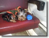 Jork��rsk� terier, Yorkshire Terrier,