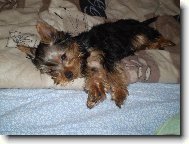 Jork��rsk� terier, Yorkshire Terrier,
