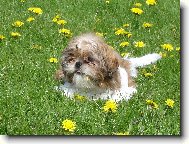 �icu, Shih-Tzu