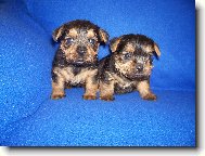 Norfolk Terrier